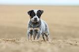 BOUVIER AUSTRALIEN 256